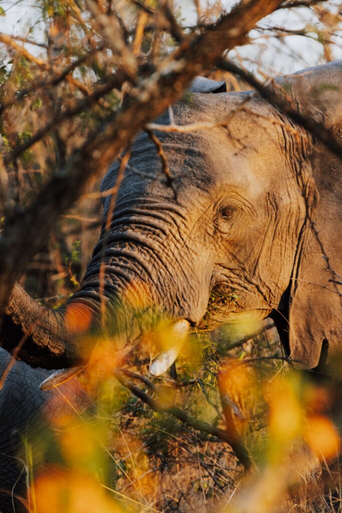 African elephant on a Big Five safari in the wilderness