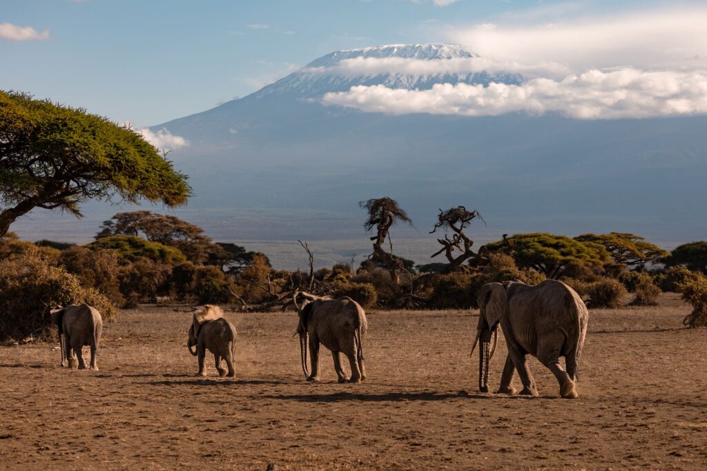 Elephant family walking across the East African savannah
