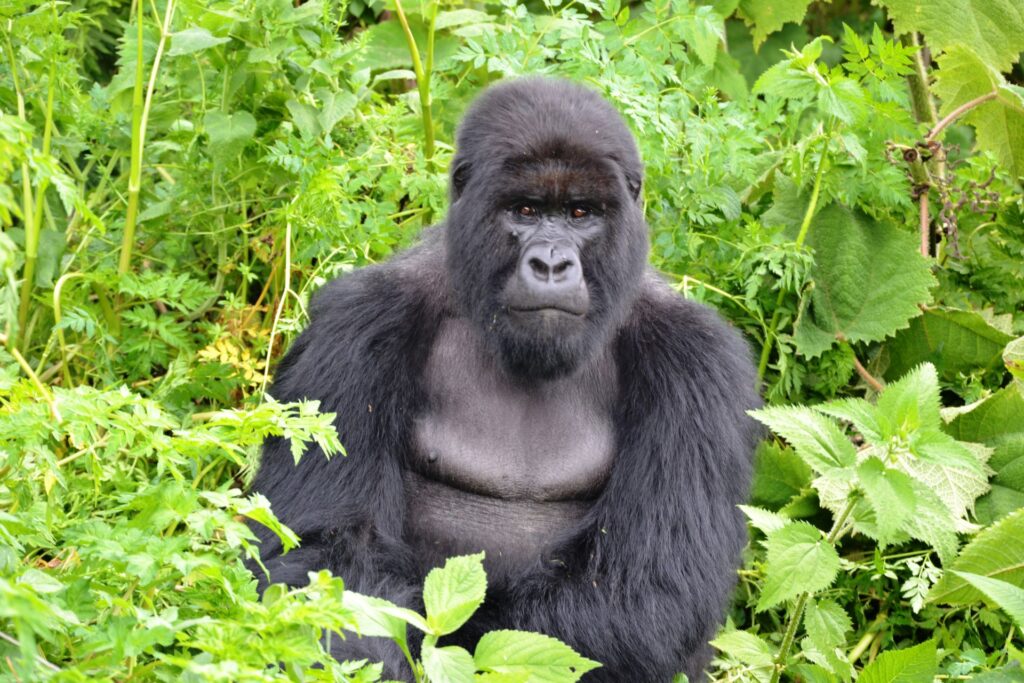 Mountain gorilla in Rwanda's lush forest