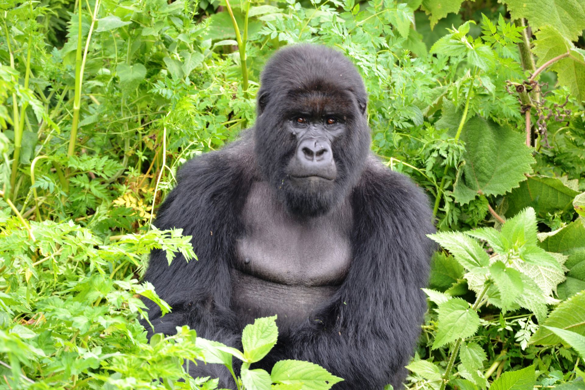Mountain gorilla in Rwanda's lush forest