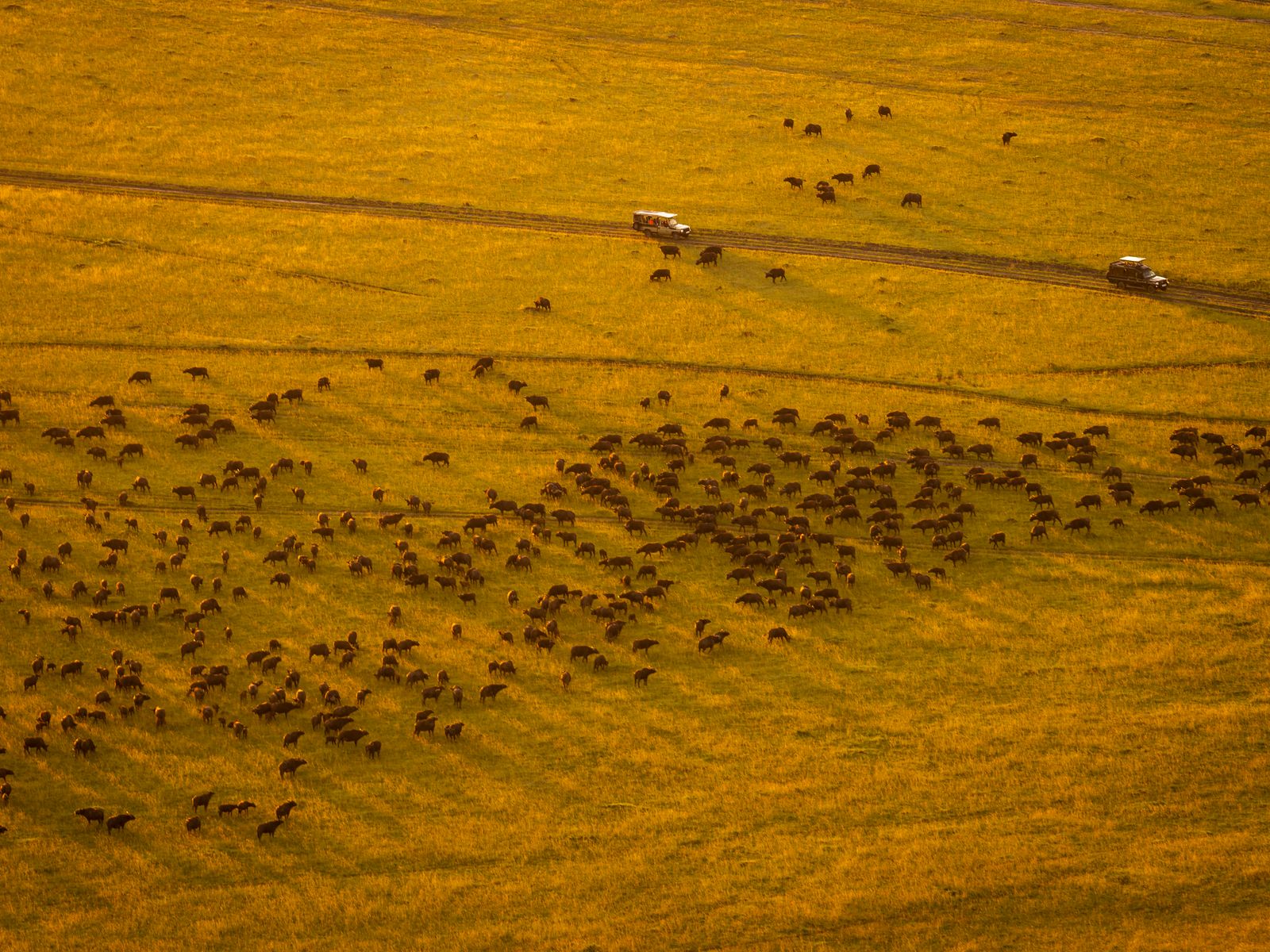Aerial view of the Great Migration in Maasai Mara