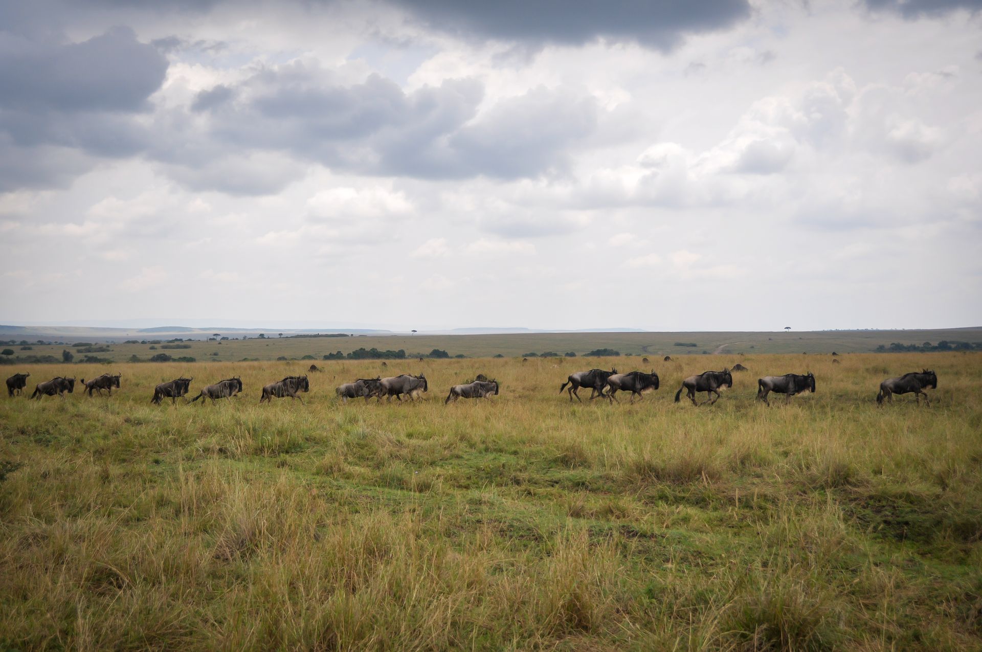 Great Migration wildebeest herd in the African savannah