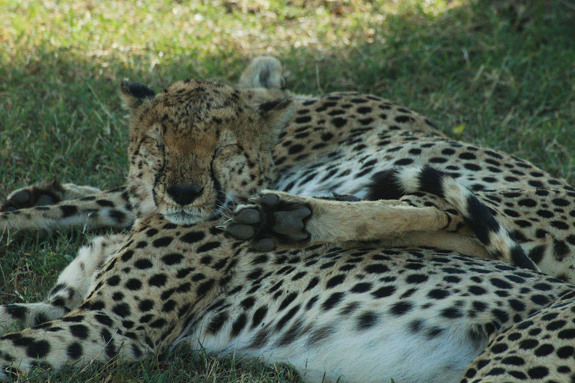African leopard resting in the Kenyan savannah