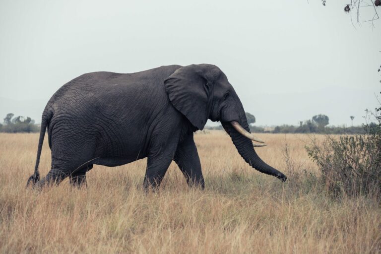Queen Elizabeth National Park