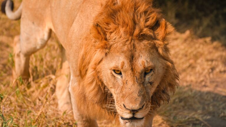 Ruaha & Nyerere
