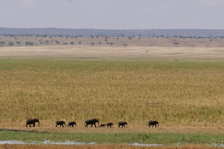Tarangire National Park