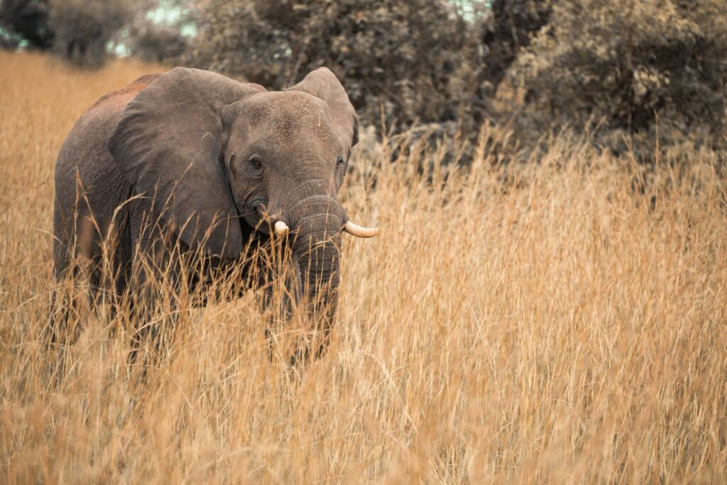 African elephant in Uganda grassland